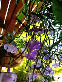 Close-up of purple flowering plant