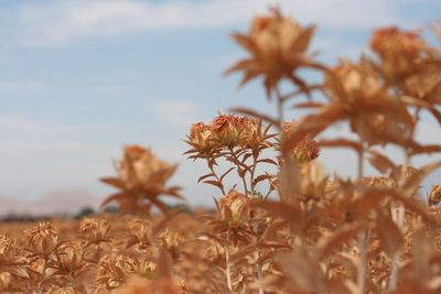 Close-up of plant against sky