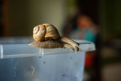 Close-up of snail