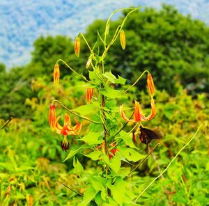 Close-up of yellow flowering plant