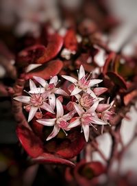 Close-up of red flower