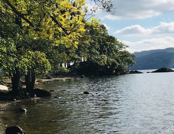 Trees by lake against sky