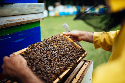 Beekeeper working over beehive at farm