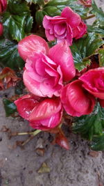 Close-up of wet pink flowers