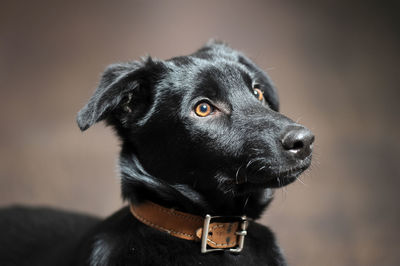 Close-up of dog looking away