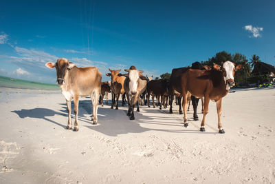Cows at beach against blue sky