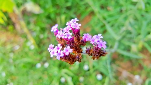 Close-up of purple flowers blooming outdoors