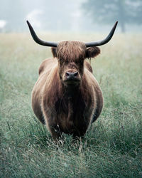 Portrait of cow standing on grassy field