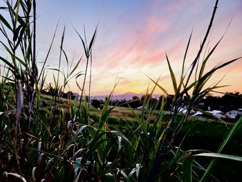 Close-up of stalks in field against sunset sky