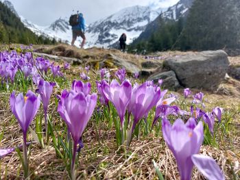 Close-up of purple crocus flowers on field