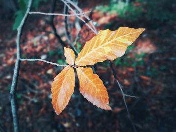 Close-up of yellow maple leaf on leaves