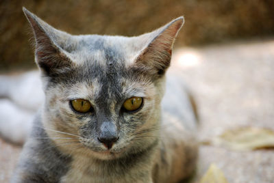 Close-up portrait of cat