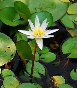 Close-up of lotus water lily in pond