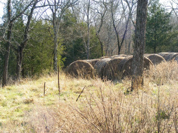 Trees in a field