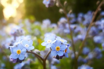 Close-up of flowers blooming on tree