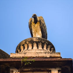 Indian vulture or long billed vulture or gyps indicus close up at royal cenotaphs chhatris