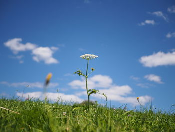 Close-up of flowering plants on field against blue sky
