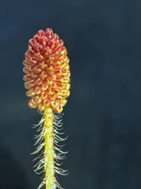 Close-up of red flowering plant