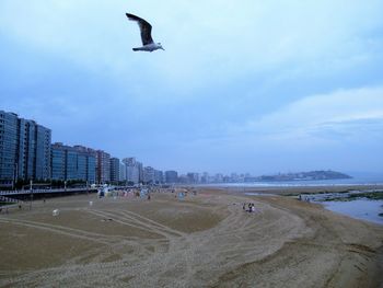 Seagulls flying over beach