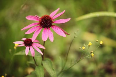 Close-up of pink cosmos blooming outdoors