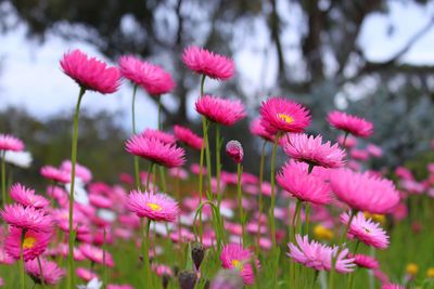 Close-up of pink flowering plants