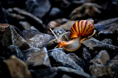 Close-up of shells on rock