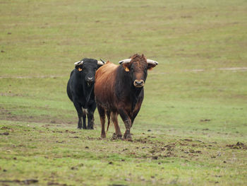 Cows on field