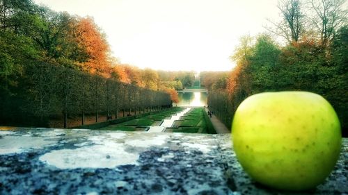 Trees growing in the dark