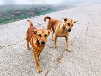 High angle view of dogs standing on footpath