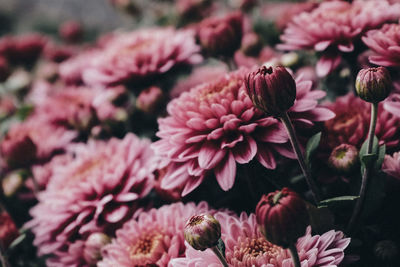 Close-up of pink flowering plants