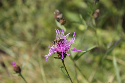 Close-up of purple flowering plant