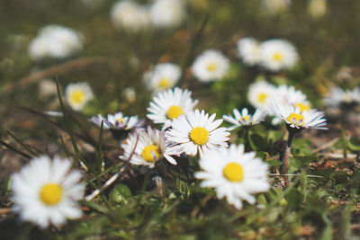 Close-up of white daisy flowers on field