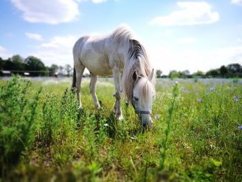 Horse grazing in field