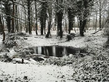 Bare trees in forest during winter