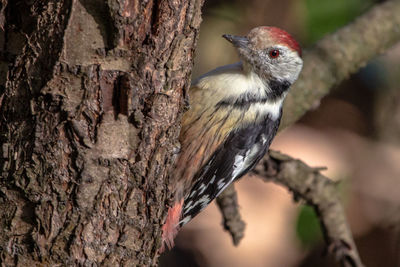 Close-up of a bird perching on tree