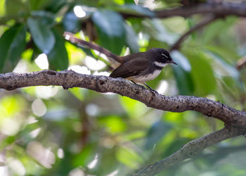 Low angle view of bird perching on tree