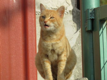 Portrait of cat sitting on window