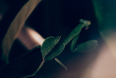 Close-up of lizard on leaf