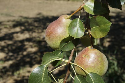 Close-up of apple growing on tree