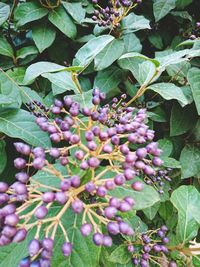 Close-up of purple flowering plant