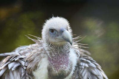 Close-up of bird