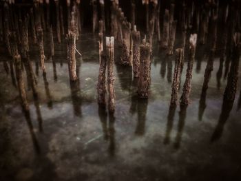 Reflection of trees in water