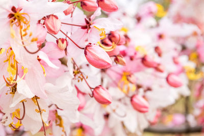 Close-up of pink cherry blossoms