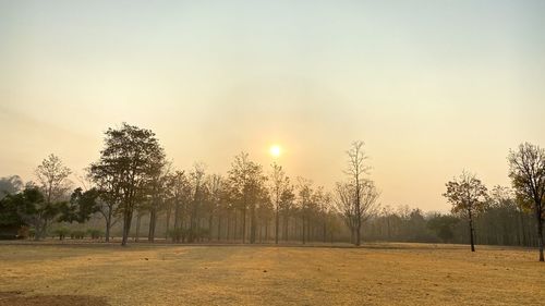 Trees on field against sky during sunset