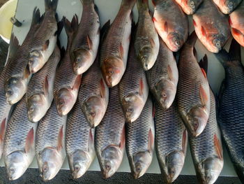 Fish for sale at market