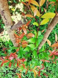 High angle view of a tree