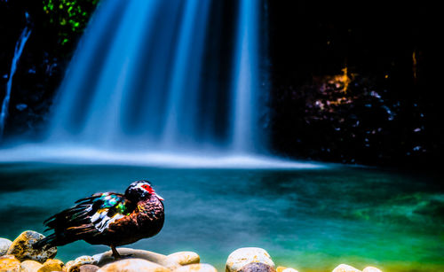 Bird in water at night