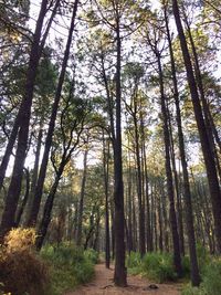 Trees in forest