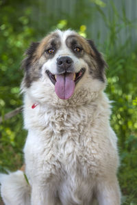 Close-up of dog looking away