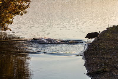 Dog on lake against trees